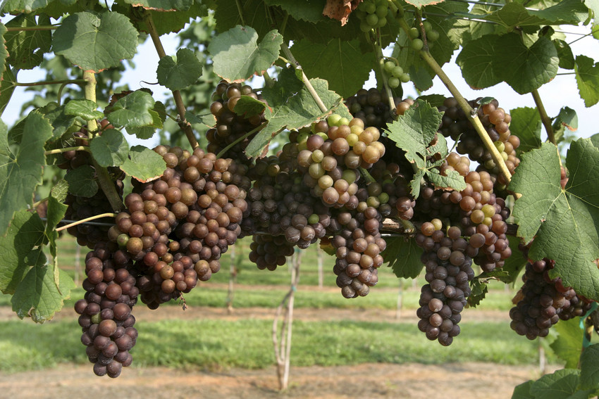 lush vineyard and farmland in the north valley, one of the best neighborhoods in albuquerque